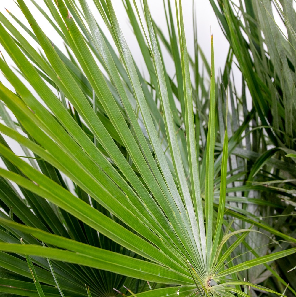 Chamaerops humilis - palmier nain européen - palmier - rustique – ⌀15 cm - ↕40-50 cm