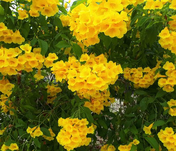 Gelbe Trompetenblume 'Flava'