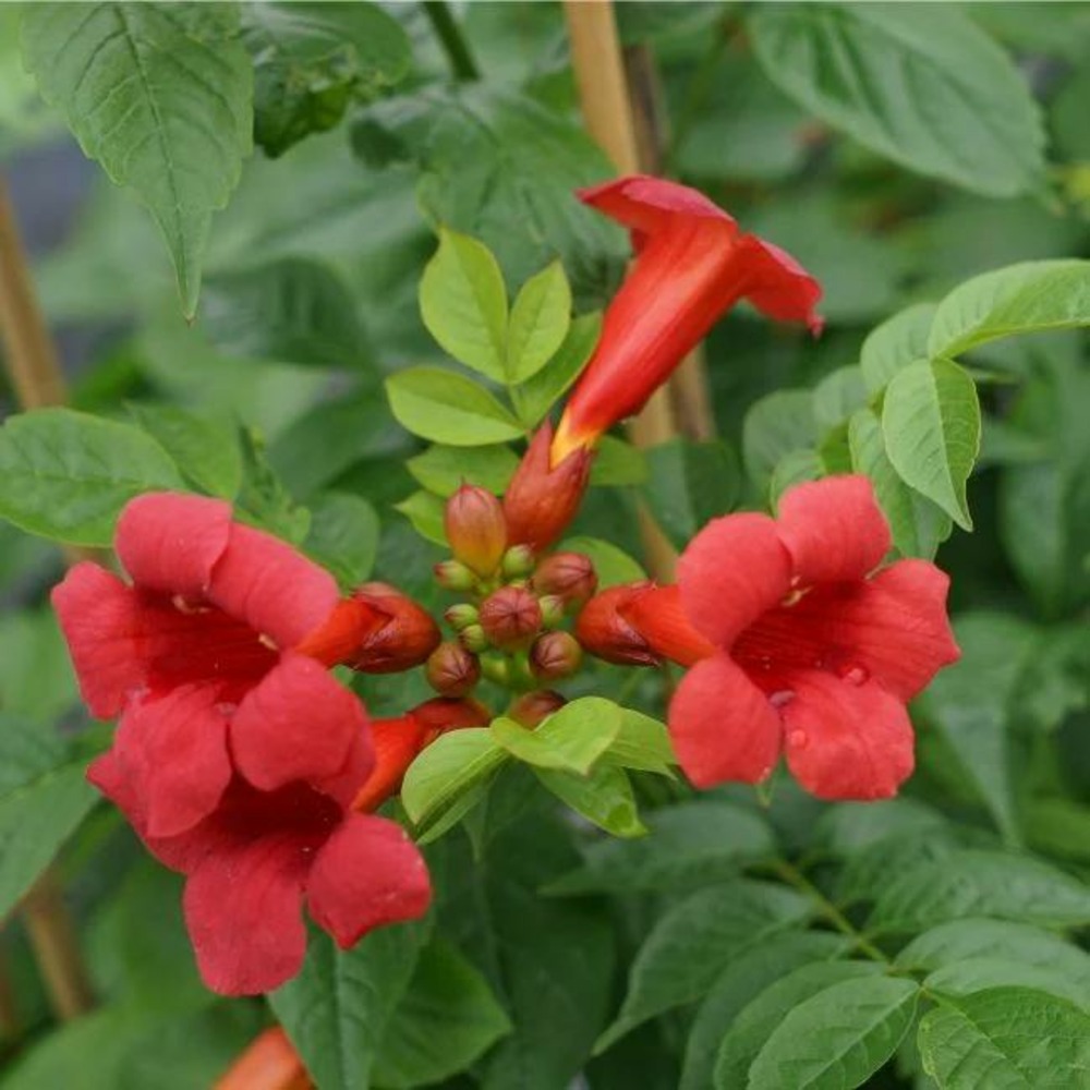 Bignone 'stromboli' - campsis radicans 3l