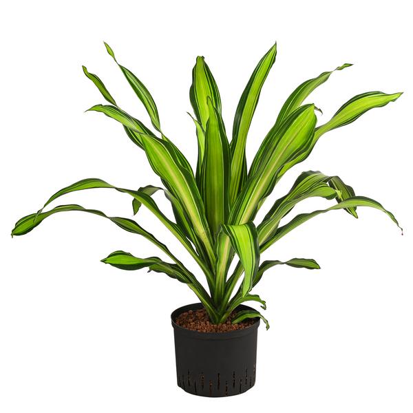 Drachenbaum - Dracaena fragrans 'Burley',