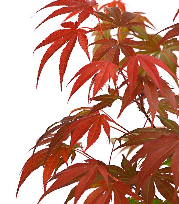 Japanischer Fächerahorn 'Atropurpureum'