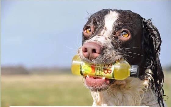 B&B - Økologisk Citrus Hundeshampoo 250 ml