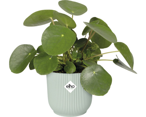 Elho kunststof bloempot, 11,1 x 11,1 x 10,5 cm, groen