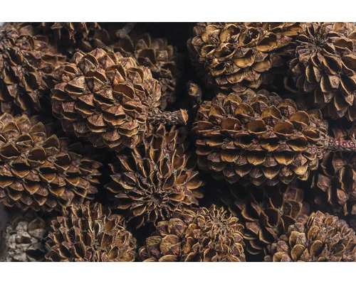 Casuarina Cones ARKA mySCAPE Casuarina Cones 1 - 3 cm 50 stuks natuurlijke waterverzorging, voedingssupplement, pH-verlagend met waardevolle humus- en fulvinezuren