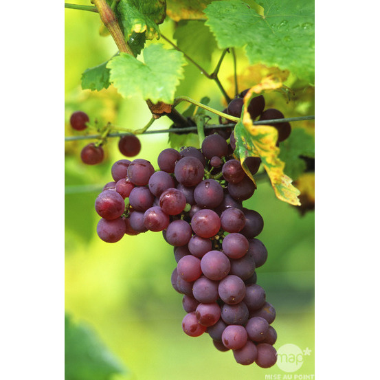 Vigne 'Chasselas Rose' : pot de 1,5 litres