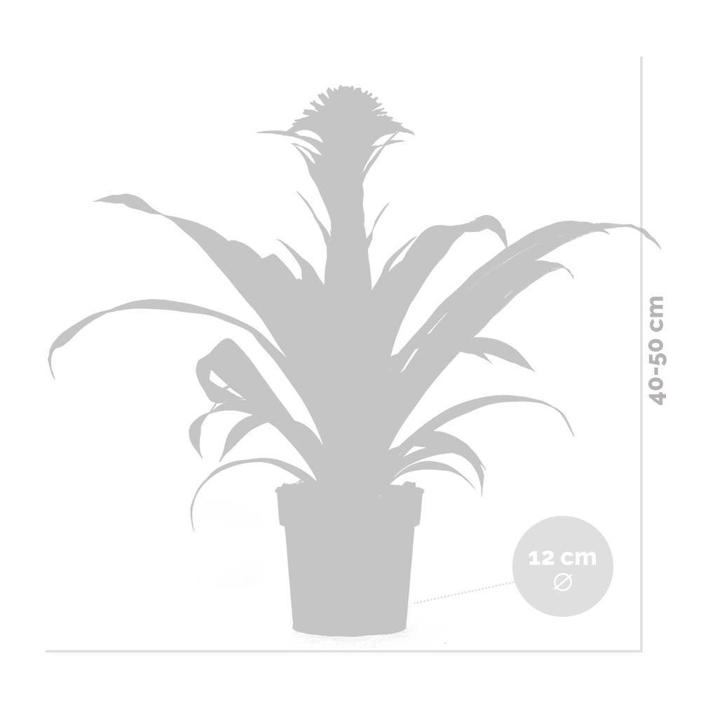 Guzmania fransesca – plante tube – plante d'intérieur – facile d'entretien – ⌀12 cm – ↕40-50 cm