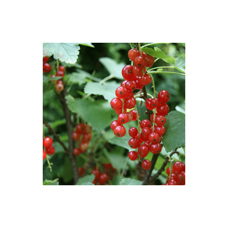 Groseillier à grappes 'jonkheer van tets' - conteneur 1,5l
