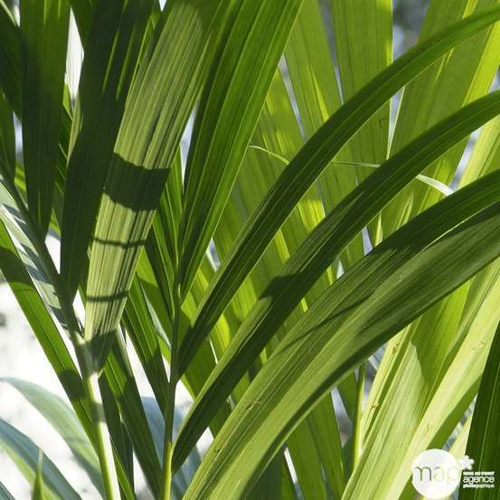 Kentia : H.100/120 cm D24cm
