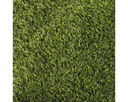 Kunstgras Daisy met drainage, 30 mm dik, groen, 400 cm breed (per meter verkocht)