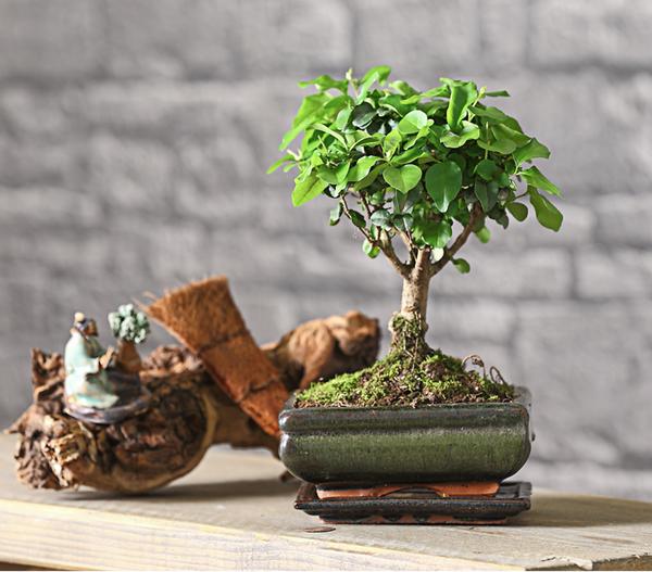 Bonsai Chinesischer Liguster - Ligustrum