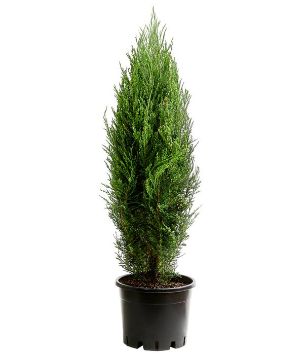 Blauer Zypressen-Wacholder 'Blue Arrow'