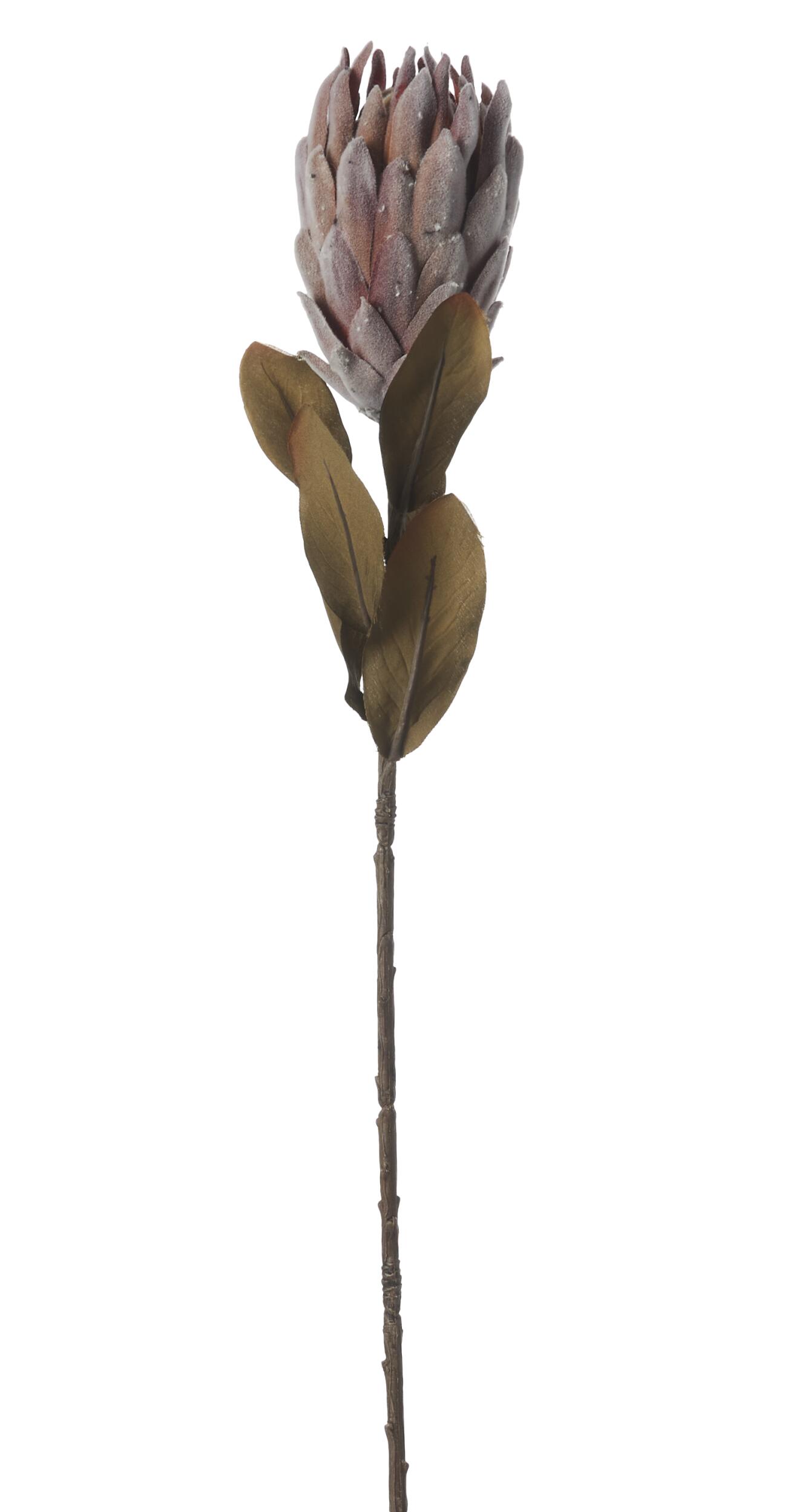 Protea Kunstig plante 62 cm