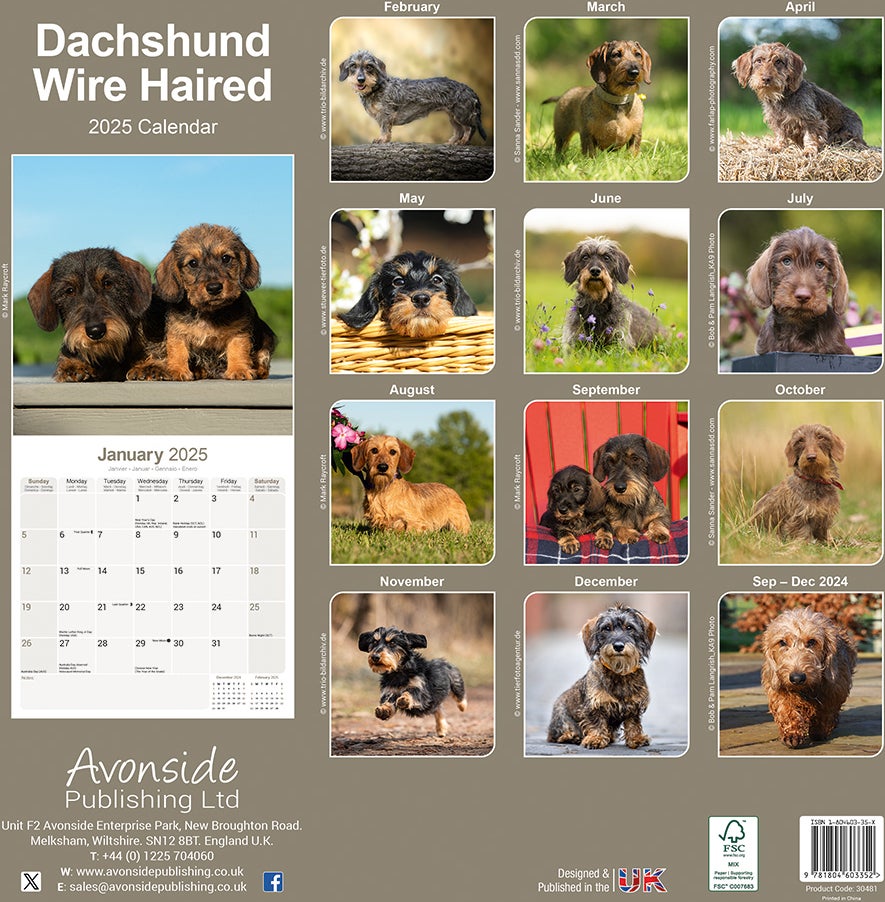 Plenty Gifts kalender teckel ruwhaar 30 x 30 x 0,5 cm