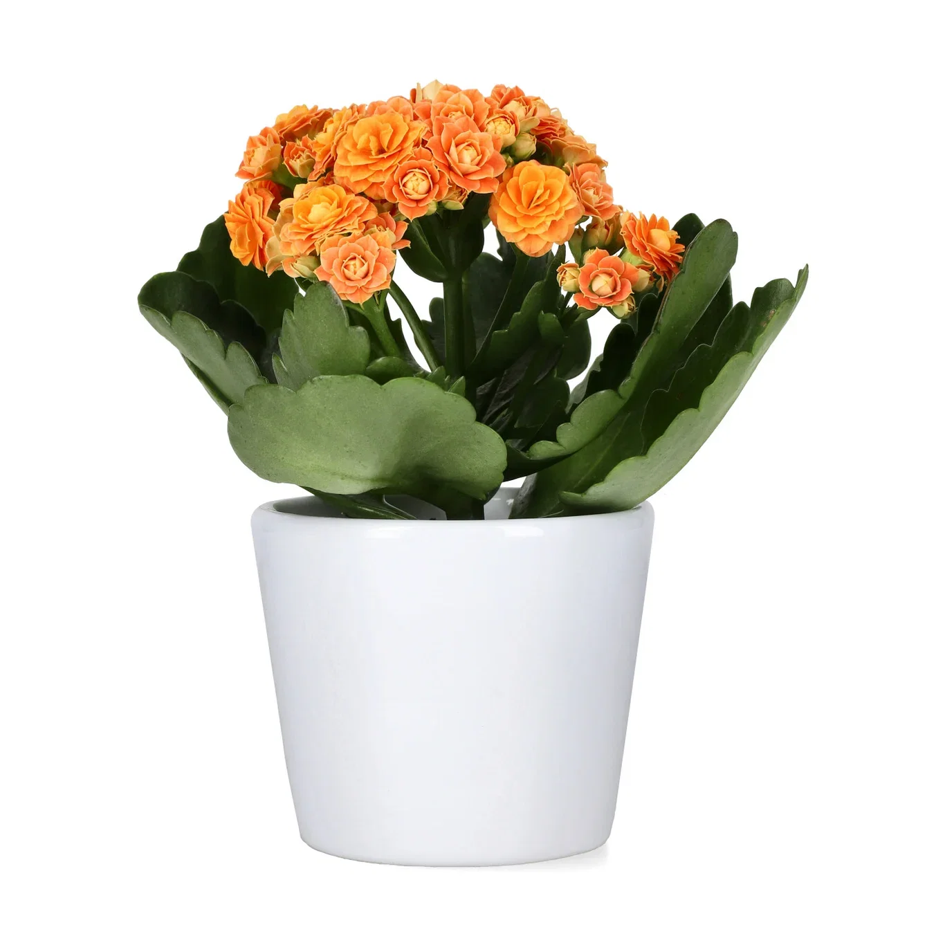 Kalanchoe mini Orange 6cm Ildtopp Høyde 10 cm