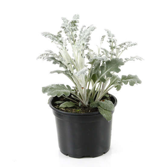 Cinéraire maritime : pot Ø 10,5/11 cm