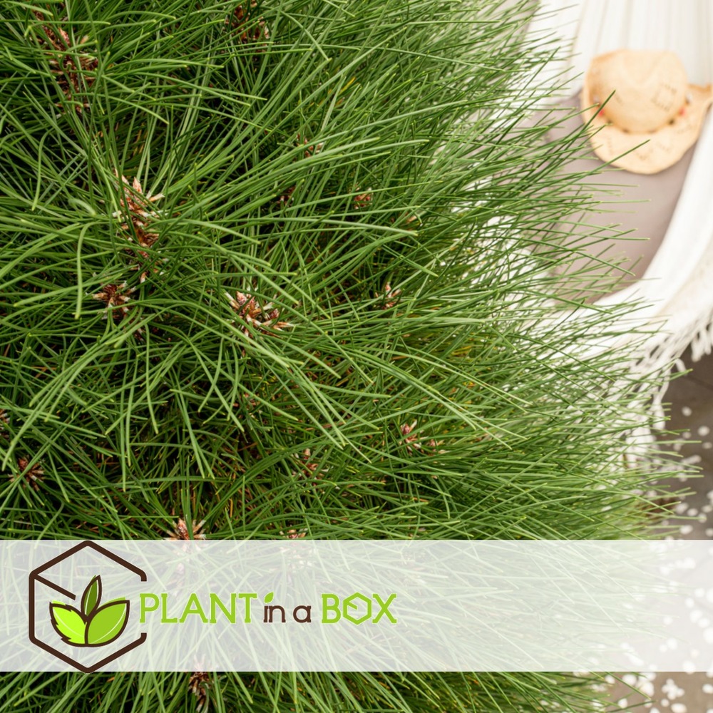 Pinus summer breeze - pin nain - pot 24cm - hauteur 70-80cm