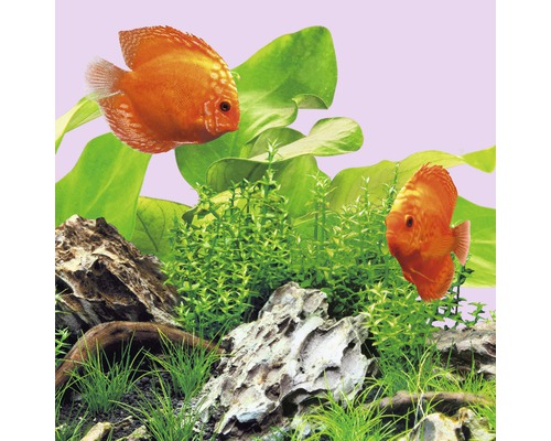 Aquariumverlichting JUWEL LED Kleur 11 W 590 mm