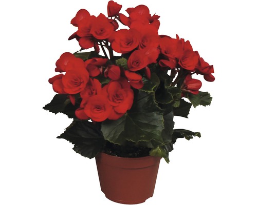 Elatior Begonia FloraSelf Begonia elatior H 30 cm Ø 14 cm Pot willekeurige kleurselectie