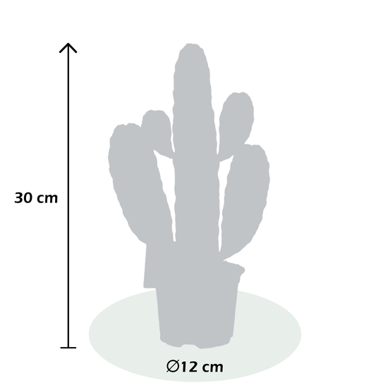 Opuntia Rubescens Consolea - pot D12cm