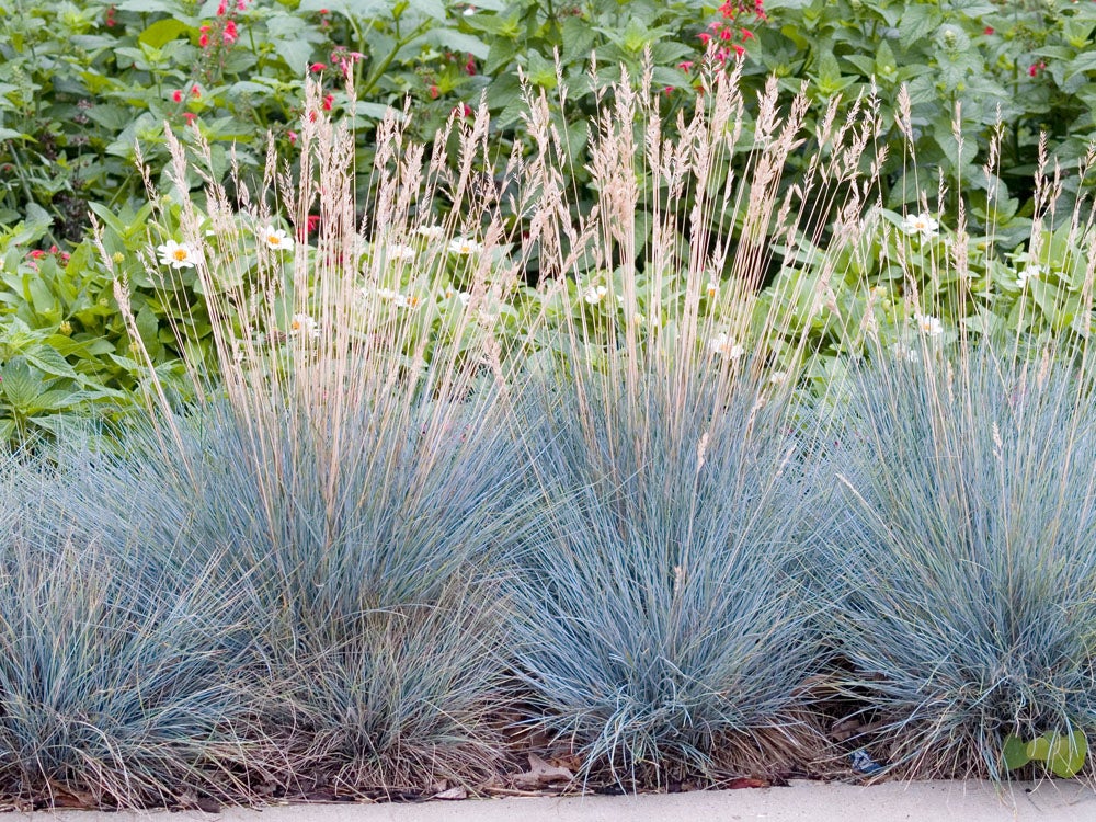 Blauwgras (Festuca glauca 'Elijah Blue') D 17 H 30 cm