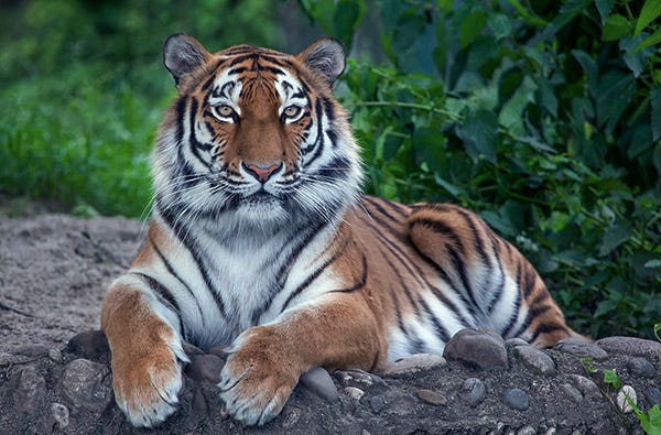 Löwen und Tiger füttern Lüdinghausen