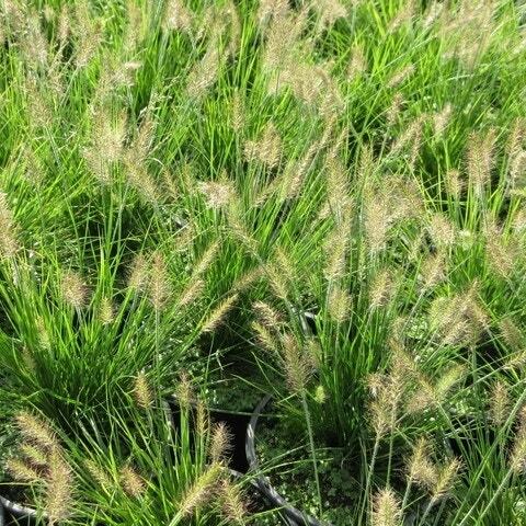 Lampepoetsersgras (Pennisetum alopecuroides) D 17 H 15 cm