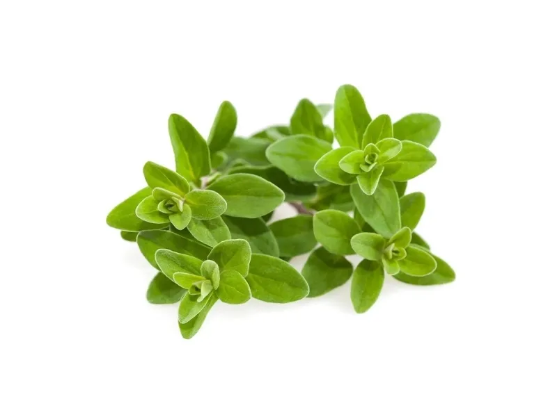 Click & Grow Smart Garden refill Marjoram 3pcs