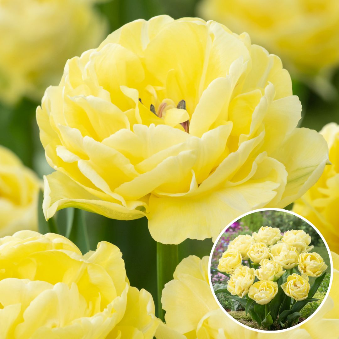 Tulipa avant garde - bulbes de fleurs x14 - tulipes - jaune