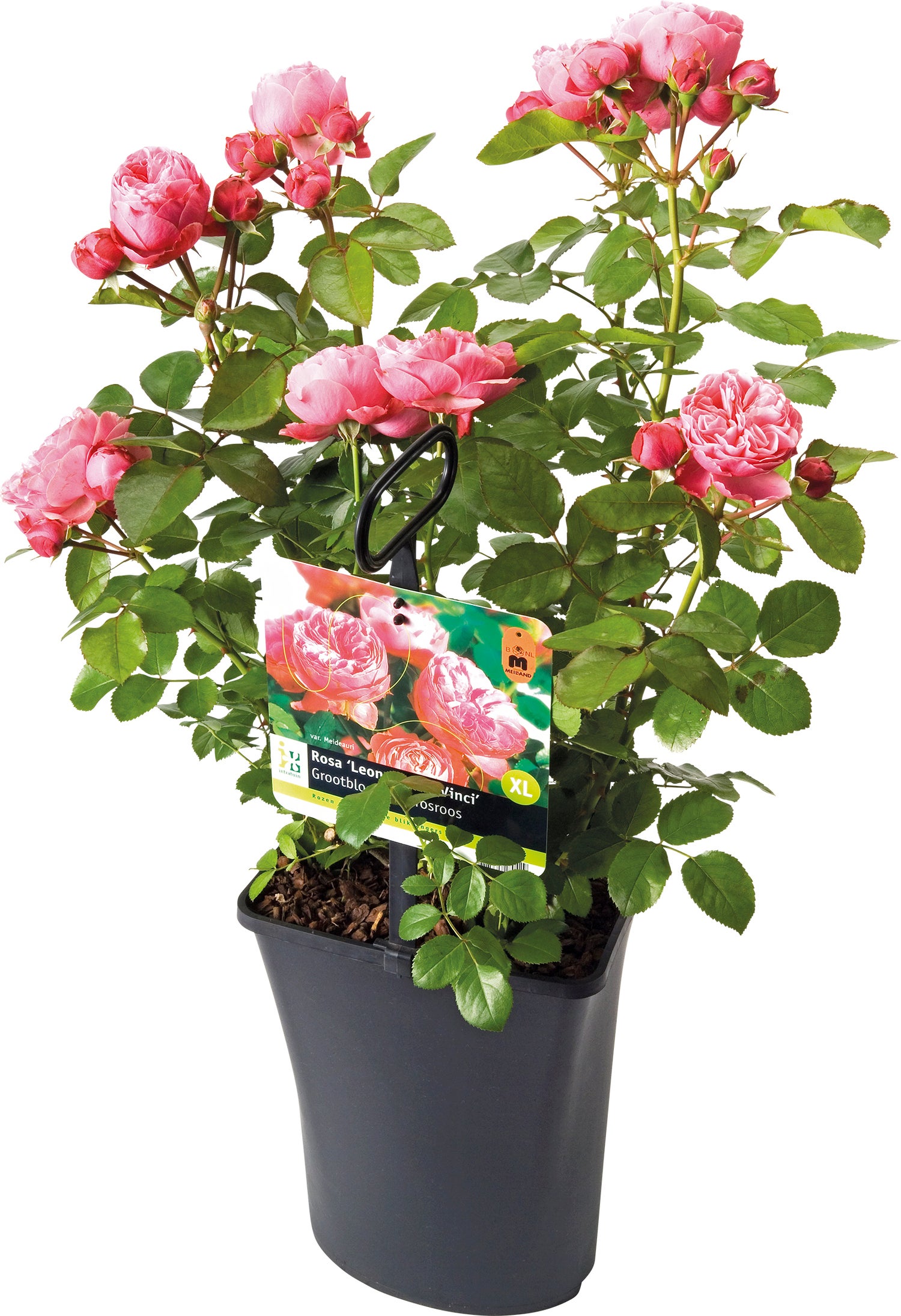 Grootbloemige Trosroos (Rosa 'Leonardo Da Vinci') D 23 H 25 cm