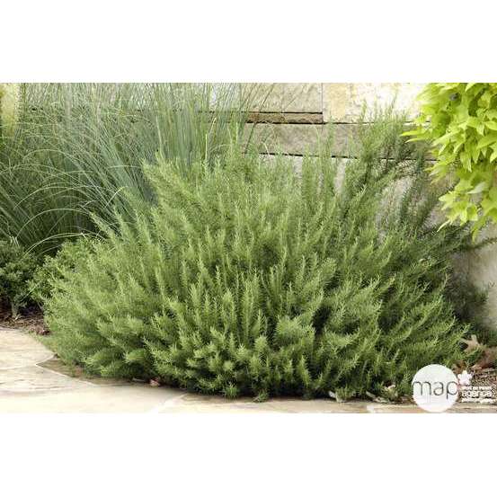 Plant de romarin : pot de 1 litre