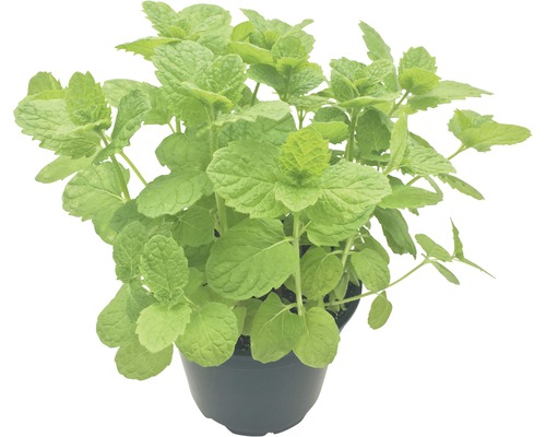 Biologische Mojito Mint FloraSelf Organic Mentha 'Mojito' H 10-20 cm Ø 12 cm pot