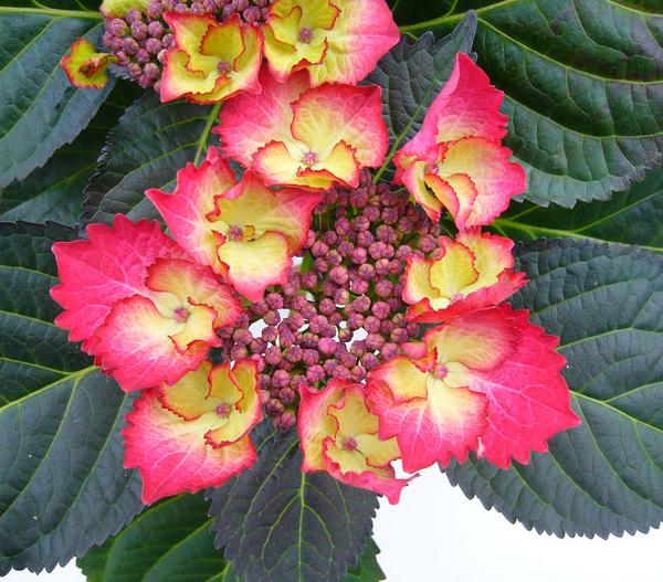 Teller-Hortensie, ca. 15-25 cm