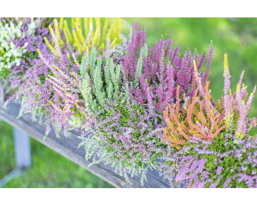 Knopheide FloraSelf Calluna vulgaris Beauty Ladies Beautybelle Ø 13 cm pot diverse kleuren