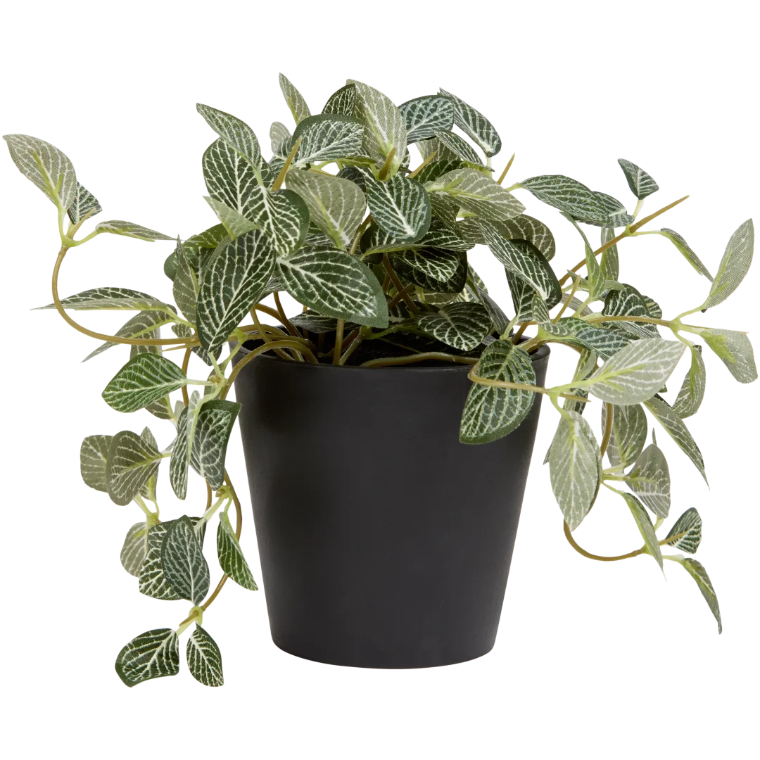 Fittonia artificiel Excellent Flowers