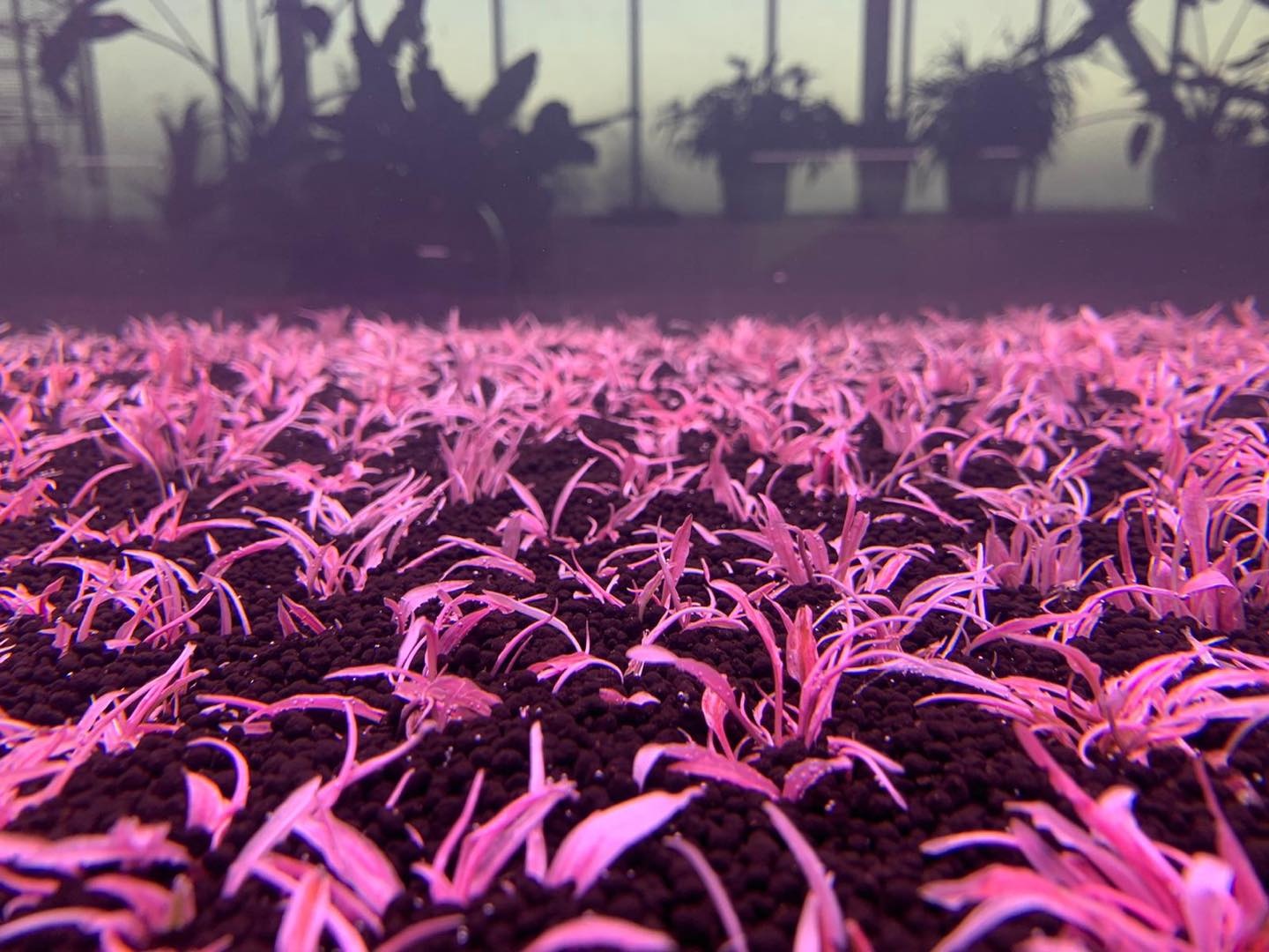 Waterplant Cryptocoryne Wendtii ‘Flamingo’ in bakje