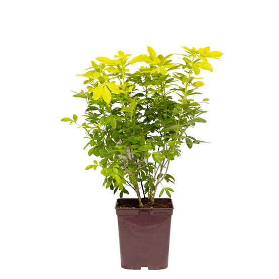 Choisya Ternata sundance : H30/40cm C 5L