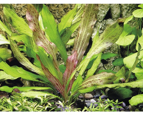 Zwaardplant Phyton Echinodorus Jungle Star nr. 3 T/10