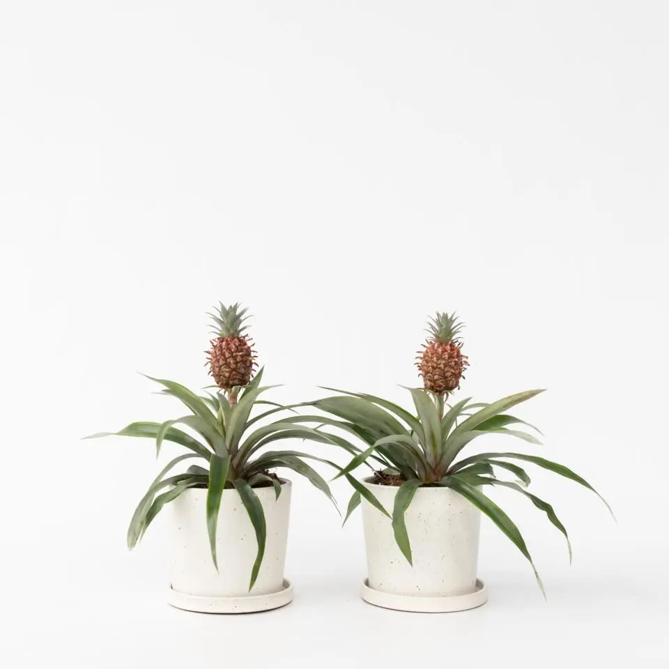 Bromelia - Set van 2 - Ananas comosus 'Mi Amigo' - Hoogte 35-45cm - ⌀12cm