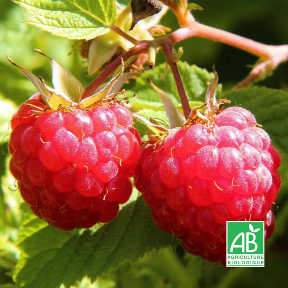 Framboisier rouge 'willamette' bio - godet 9cm