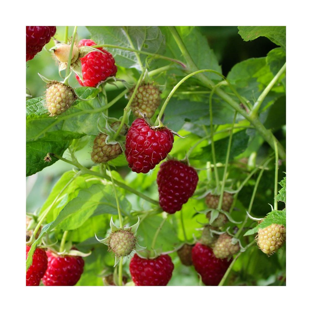 Framboisier idaeus little sweet sister®/rubus idaeus little sweet sister®[-]pot de 1,5l - 20/50 cm