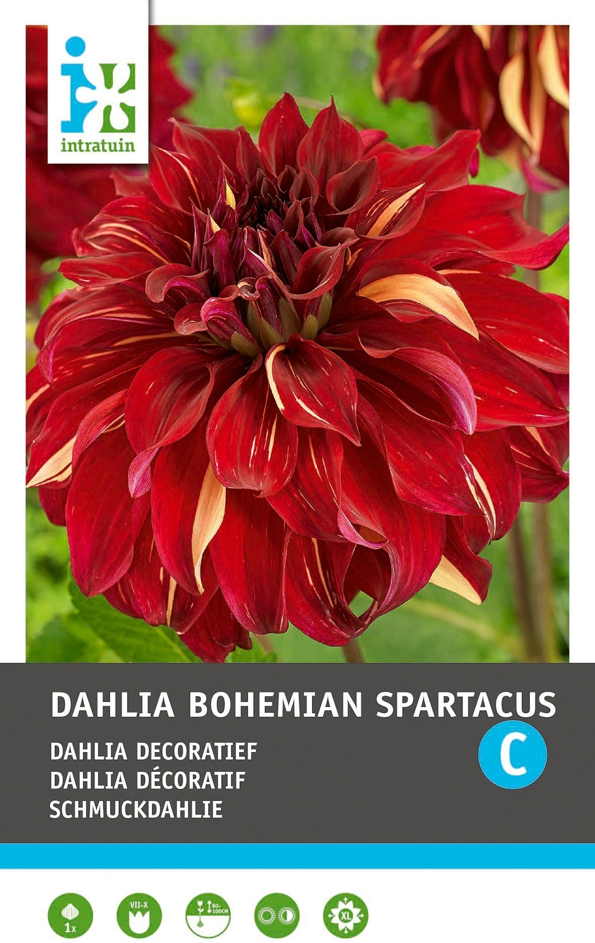 Intratuin Dahlia knol (Dahlia 'Bohemian Spartacus')