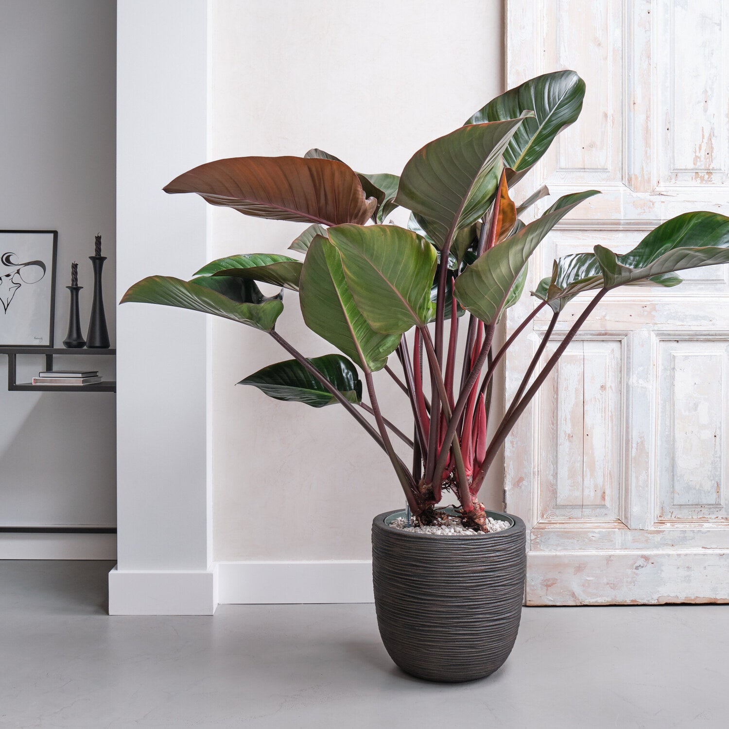 Philodendron (Philodendron 'Red Beauty') D 27 H 100 cm