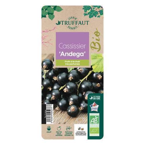Cassissier 'Andega' bio : pot de 3 litres
