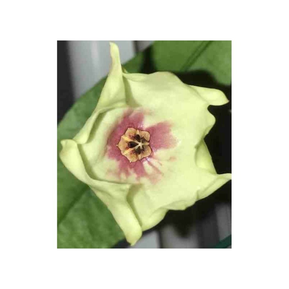 Hoya mappigera pink (fleur de porcelaine, fleur de cire) taille pot de 2 litres - 20/40 cm - jaune rose