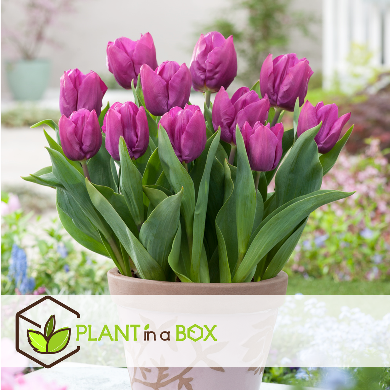 Tulipa prince mix - bulbes à fleurs x20 -tulipe - pourpre