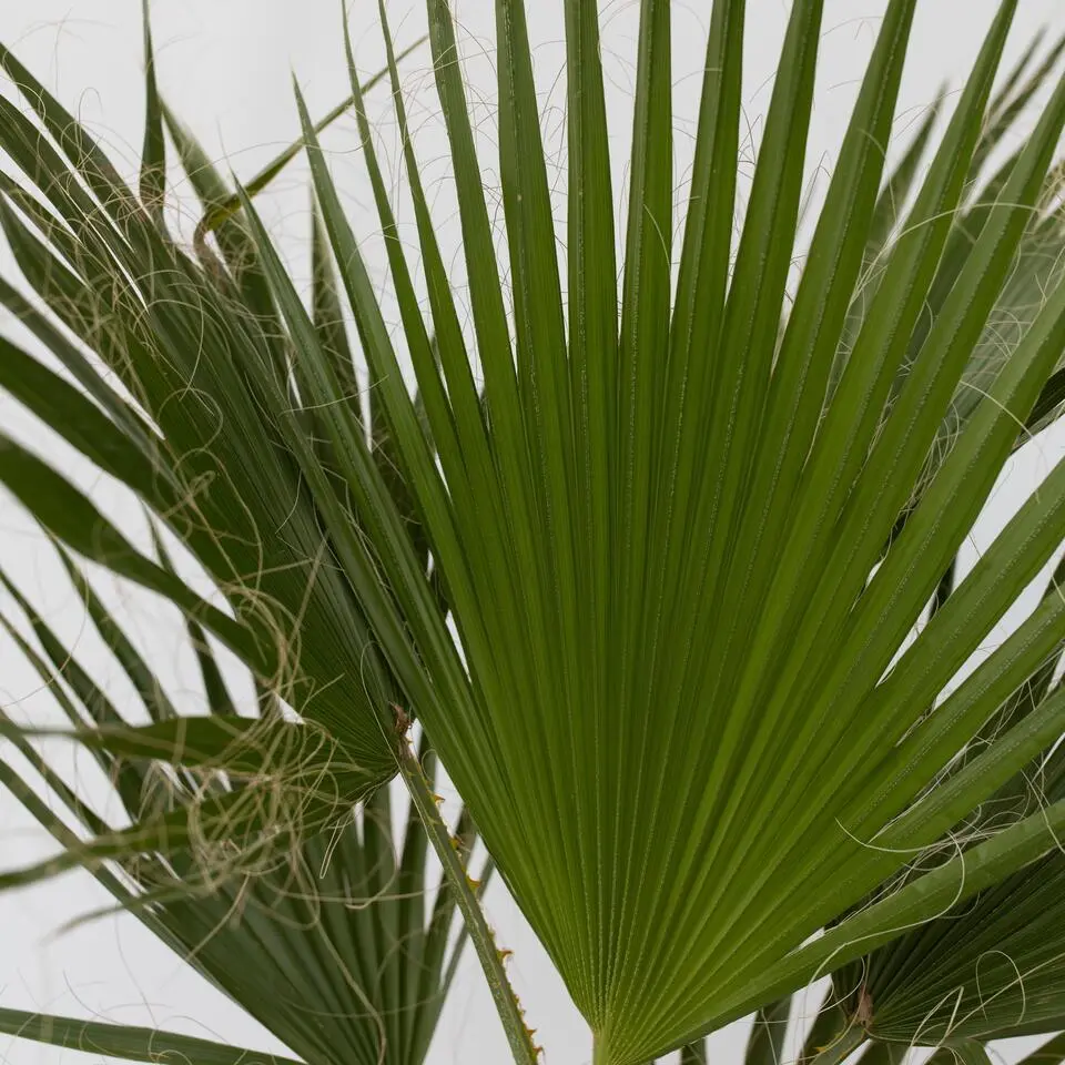Mexicaanse waaierpalm - Washingtonia robusta - Hoogte 70-90cm - ⌀21cm