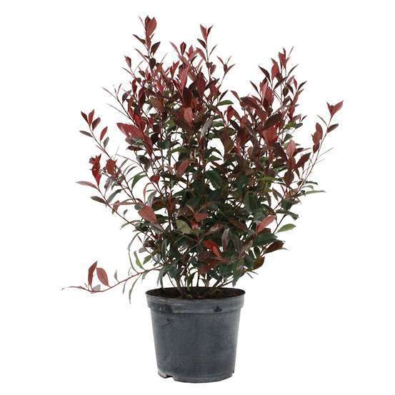 Photinia 'Carré Rouge': pot 8L