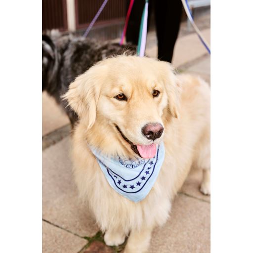 HAY Dog Flat Hundesnor, Lavender/Green