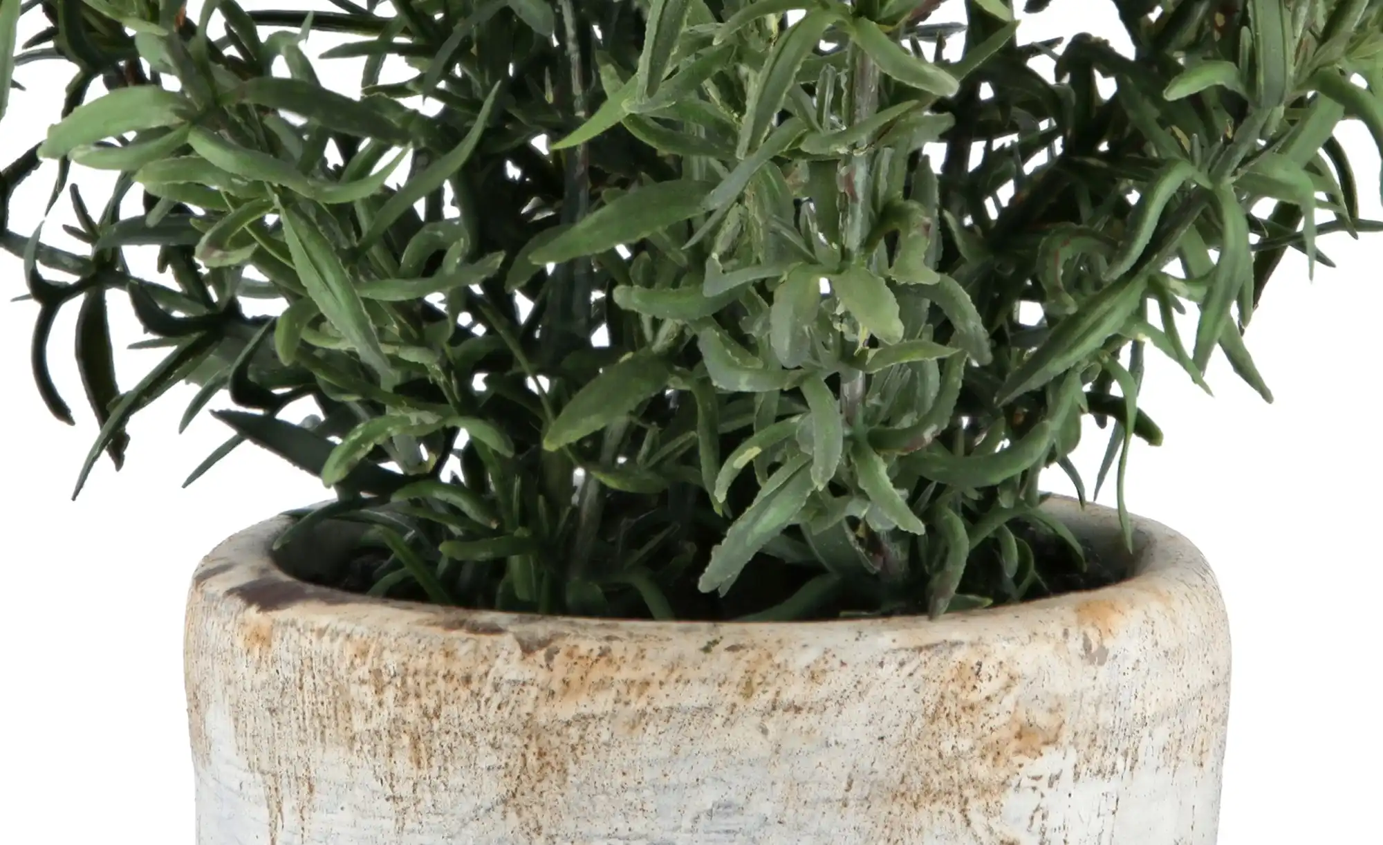 Rosmarin getopft