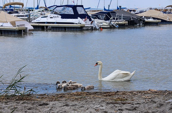 Segel Tag mit Brunch Neusiedl am See